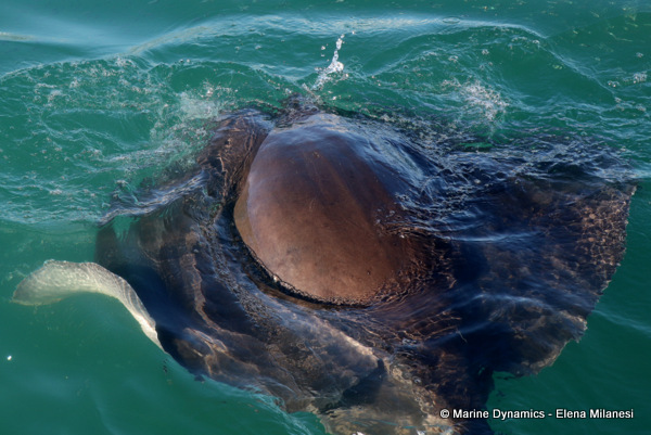 Short-tail stingray, South Africa 